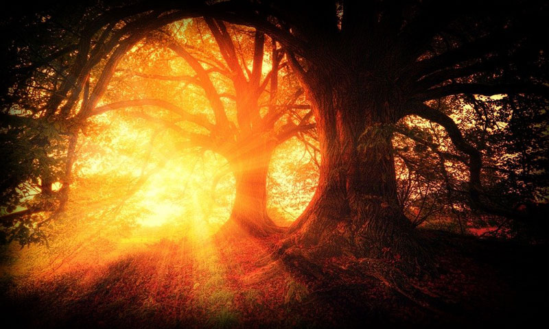 THE DEEP FETCH {Part I} THE FOREST